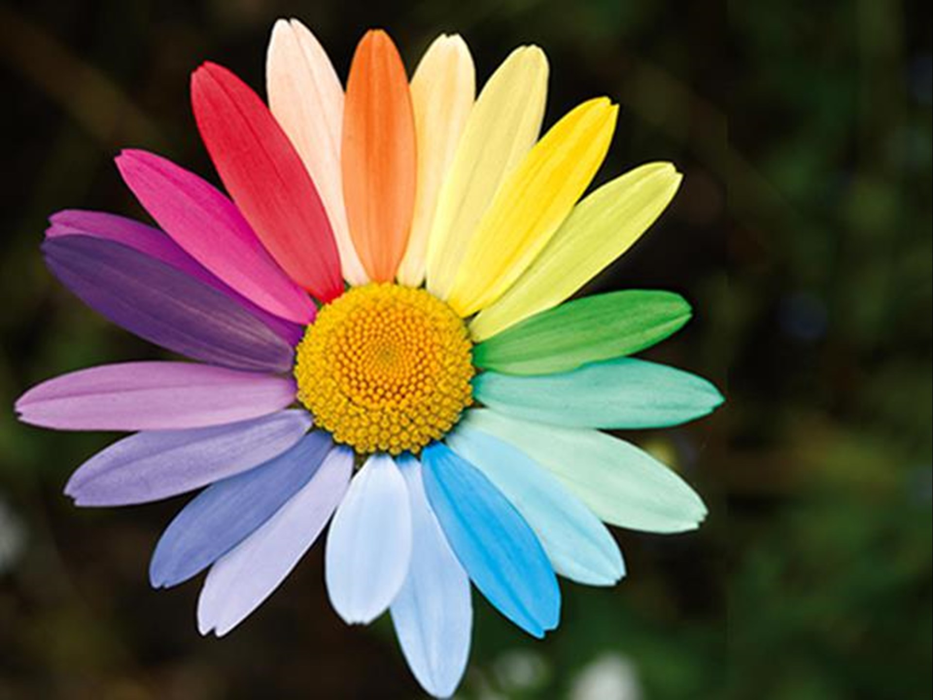 Das Bild zeigt die Blüte einer Margerite vor einem dunklen Wiesenhintergrund. Die einzelnen Blätter sind allerdings bunt. Das Bild will die Vielfalt der Autismusspektrumsstörung anklingen lassen. 